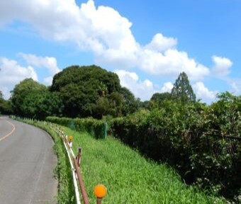 野草が浸食する歩道…ここは立川の秘境か？！