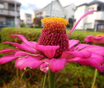 10月下旬の立川に咲く花たち