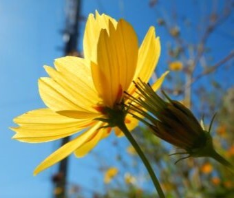 立川の野菜も高騰？！ 立川の実り・味覚