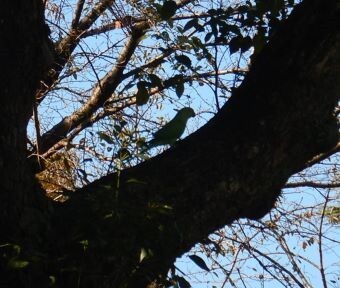 立川・野鳥の王国♪ 『あのシルエットは…いったい何ものだ？！』