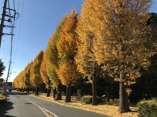 昭島のイチョウ並木