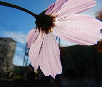 立川の謎・もしかして自生？！だったらいいな♪