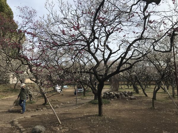 谷保天満宮 梅まつりは2月24日、25日