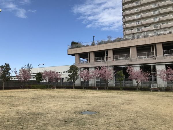 立川市役所北側広場の桜