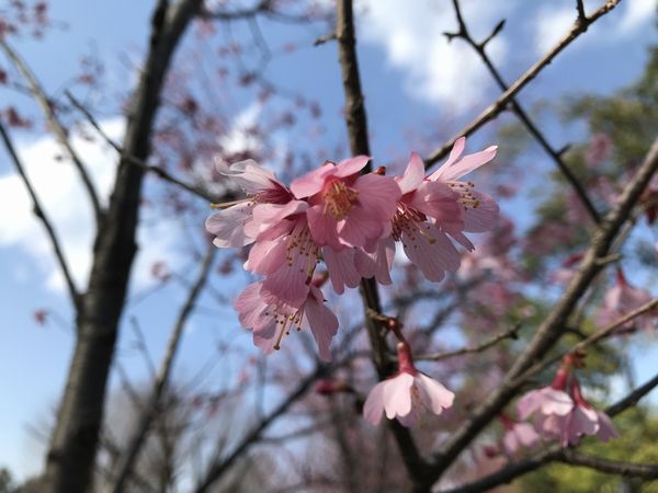 エコパークの桜　昭島市