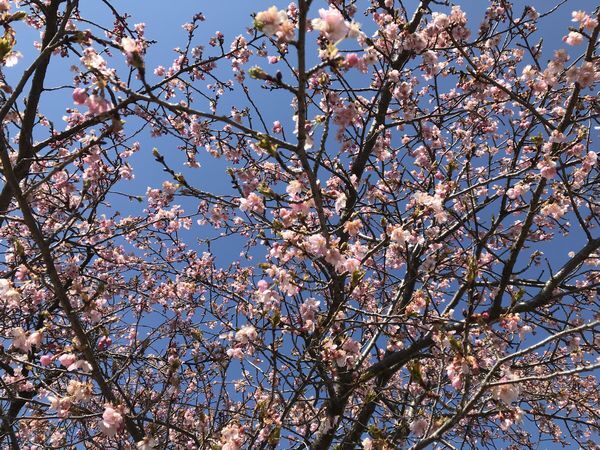 昭島の河津桜