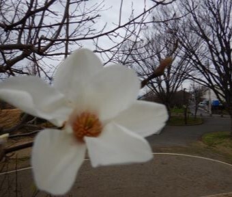 撤去完了！ 唯一の遊具が無くなった公園は…