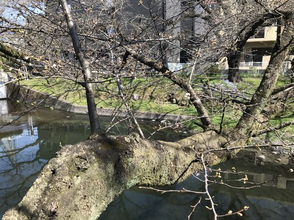 今朝の根川　桜は？
