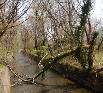 密林の奥地を流れる川のような姿に…