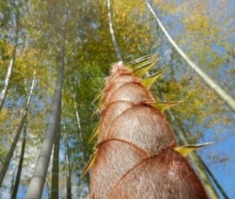 立川の四季・二十四節気★七十二侯 2024