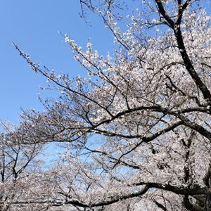 清明（せいめい）の候