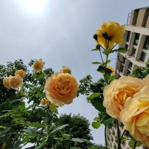 2025年・バラの咲く道を見ていなかった！