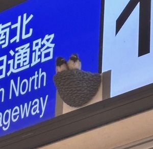 人だかりの視線の先には…