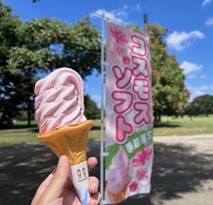 昭和記念公園で「コスモスソフト」