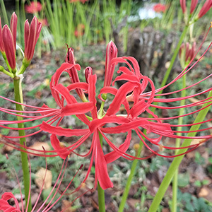 秋分の候(しゅうぶん)