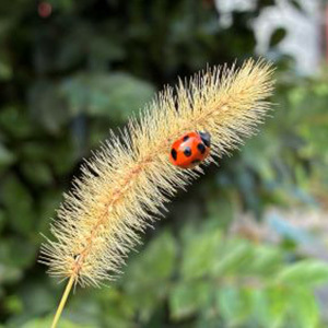 霜降の候(そうこうのこう)