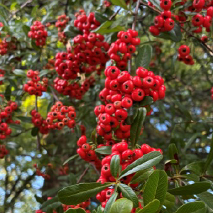 立冬の候（りっとうのこう）