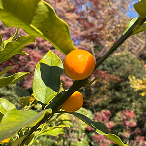 大雪の候（たいせつのこう）