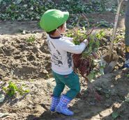 子どもたちの体験学習「サツマイモ堀り」