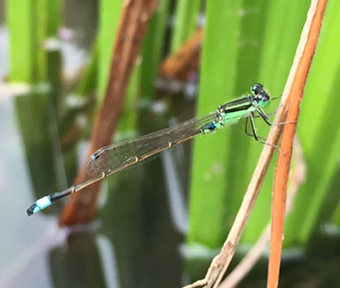 アオモンイトトンボ〔立川で観られる昆虫〕