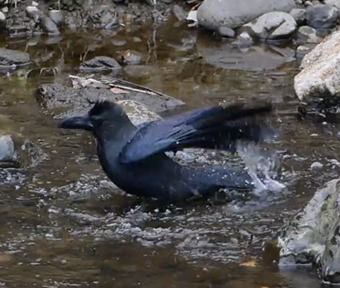 カラスの行水［立川の野鳥］