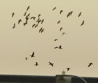 多摩川上空を鳥が群れが飛んでいます
