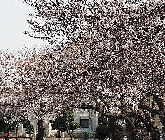 高松町高砂公園の桜
