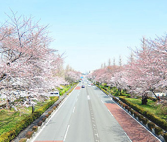 国立市「大学通りの桜」