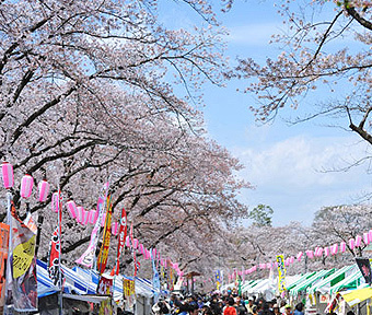 羽村市「さくらまつり」