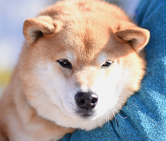 立川市泉町「ＡＢＣハウジングに柴犬 まるちゃん」