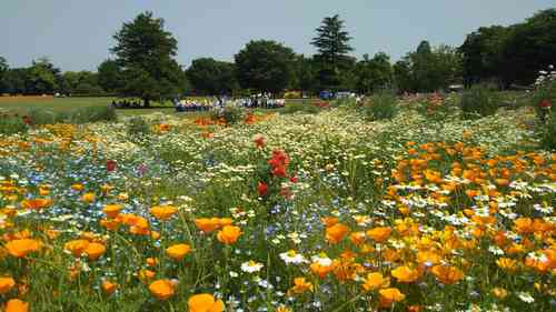 国営昭和記念公園 シャーレーポピーとブーケガーデン