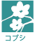 コブシ