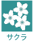 サクラ